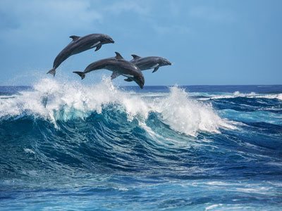 three dolphins jumping over the waves in the beautiful blue ocean